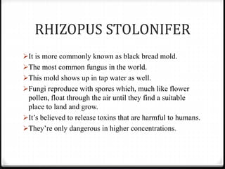 RHIZOPUS STOLONIFER
It is more commonly known as black bread mold.
The most common fungus in the world.
This mold shows up in tap water as well.
Fungi reproduce with spores which, much like flower
pollen, float through the air until they find a suitable
place to land and grow.
It’s believed to release toxins that are harmful to humans.
They’re only dangerous in higher concentrations.
 