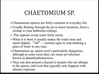 CHAETOMIUM SP.
Chaetomium species are fairly common in everyday life.
Usually floating through the air in moist locations, from a
swamp to your bathroom ceilings.
 This appears in tap water fairly rarely.
When it is there it usually makes the water taste and
smell slightly “off”—normal signs to stop drinking a
glass of water in any case.
Chaetomium sp. spores aren’t particularly dangerous,
although in some cases they can cause an infection
known as phaeohyphomycosis.
They can also present a hazard to people who are allergic
to the spores, and even that typically only happens with
chronic exposure.
 