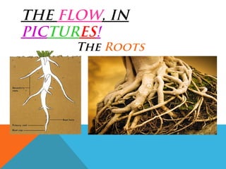 Water Movement Through A Plant | PPT