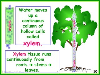 © 2004 Plano ISD, Plano, TX
Water moves
up a
continuous
column of
hollow cells
called
Xylem tissue runs
continuously from
roots  stems 
leaves.
xylem.
xylem
xylemxylemxylem
10
 