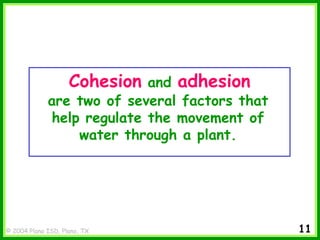 © 2004 Plano ISD, Plano, TX
Cohesion and adhesion
are two of several factors that
help regulate the movement of
water through a plant.
11
 