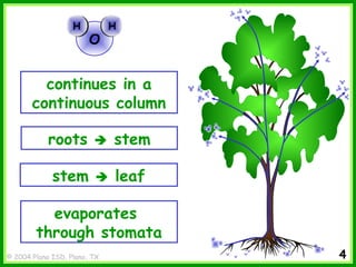 © 2004 Plano ISD, Plano, TX
continues in a
continuous column
evaporates
through stomata
roots  stem
stem  leaf
O
HH HH
4
 