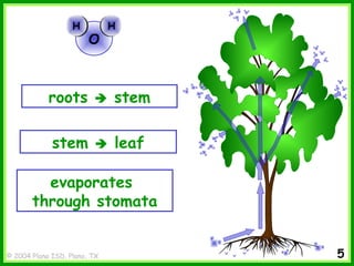 Water movement through plants | PPT