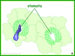 © 2004 Plano ISD, Plano, TX 6
stomata
 