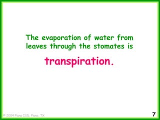 © 2004 Plano ISD, Plano, TX
The evaporation of water from
leaves through the stomates is
transpiration.
7
 