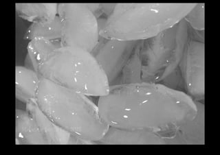 IMG_0126.jpg 
Makenna Smith Fall 2014 
 