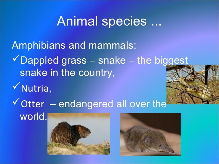 Water plants and animals