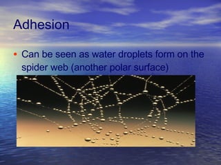 Adhesion Can be seen as water droplets form on the spider web (another polar surface) 