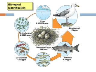 Rainbow smelt
1.04 ppm
Zooplankton
0.123 ppm
Phytoplankton
0.0025 ppm
Water
0.000002 ppm
Herring gull
124 ppm
Lake trout
4.83 ppm
Herring gull eggs
124 ppm
Biological
Magnification
Biological
Magnification
 
