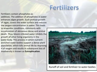 Fertilizers contain phosphates as
additives. The addition of phosphates in water
enhances algae growth. Such profuse growth
of algae, covers the water surface and reduces
the oxygen concentration in water. This leads
to anaerobic conditions, commonly with
accumulation of abnoxious decay and animal
death. Thus, bloom-infested water inhibits the
growth of other living organisms in the
water body. This process in which nutrient
enriched water bodies support a dense plant
population, which kills animal life by depriving
it of oxygen and results in subsequent loss of
biodiversity is known as Eutrophication.
Runoff of soil and fertilizer to water bodies
 