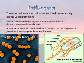 The most serious water pollutants are the disease causing
agents Called pathogens
include bacteria and other organisms that enter water from
domestic sewage and animal excreta
Human excreta contain bacteria such as Escherichia coli and Streptococcus
faecalis which causes gastrointestinal diseases.
 