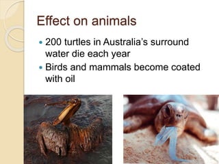Effect on animals
 200 turtles in Australia’s surround
water die each year
 Birds and mammals become coated
with oil
 