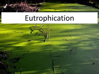 Eutrophication
 