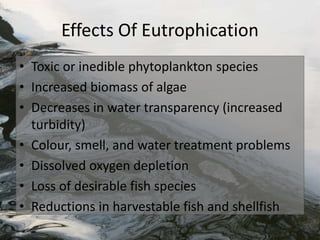 Effects Of Eutrophication
• Toxic or inedible phytoplankton species
• Increased biomass of algae
• Decreases in water transparency (increased
turbidity)
• Colour, smell, and water treatment problems
• Dissolved oxygen depletion
• Loss of desirable fish species
• Reductions in harvestable fish and shellfish
 