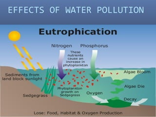 EFFECTS OF WATER POLLUTION
 