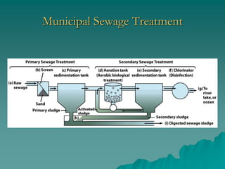 Municipal Sewage Treatment
 