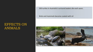 EFFECTS ON
ANIMALS
 200 turtles in Australia’s surround waters die each years.
 Birds and mammals become coated with oil
 