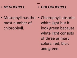 …
• MESOPHYLL
• Mesophyll has the
most number of
chlorophyll.
• CHLOROPHYLL
• Chlorophyll absorbs
white light but it
look green because
white light consists
of three primary
colors: red, blur,
and green.
 