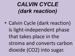 CALVIN CYCLE
(dark reaction)
• Calvin Cycle (dark reaction)
is light-independent phase
that takes place in the
stroma and converts carbon
dioxide (CO2) into sugar.
 