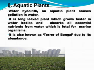 8. Aquatic Plants
•Water hyacinth, an aquatic plant causes
pollution in water.
•It is long leaved plant which grows faster in
water bodies and absorbs all essential
nutrients from water which is fetal for marine
organisms.
•It is also known as ‘Terror of Bengal’ due to its
abundance.
 