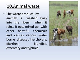 10.Animal waste
• The waste produce by
animals is washed away
into the rivers when it
rains. It gets mixed up with
other harmful chemicals
and causes various water
borne diseases like cholera,
diarrhea, jaundice,
dysentery and typhoid
 