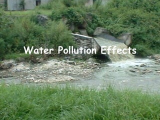 Water Pollution Effects
 