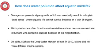 How does water pollution affect aquatic wildlife?
• Sewage can promote algae growth, which can eventually result in eutrophic
“dead zones” where aquatic life cannot survive because of a lack of oxygen.
• Micro plastics are often found in marine wildlife and can become concentrated
in humans who consume seafood because of bio magnification.
• Oil spills, such as the Deep-water Horizon oil spill in 2010, strand and kill
many different marine species.
 
