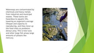 Waterways are contaminated by
chemicals and heavy metals
from industrial and municipal
wastes. These toxins are
hazardous to aquatic life,
lowering an organism's average
lifespan and capacity to
reproducing, and they move up
the food chain as predators
devour prey. This is how tuna
and other large fish amass large
amounts of poisons like
mercury.
 