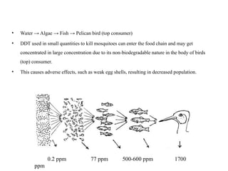 • Water → Algae → Fish → Pelican bird (top consumer)
• DDT used in small quantities to kill mosquitoes can enter the food chain and may get
concentrated in large concentration due to its non-biodegradable nature in the body of birds
(top) consumer.
• This causes adverse effects, such as weak egg shells, resulting in decreased population.
0.2 ppm 77 ppm 500-600 ppm 1700
ppm
 