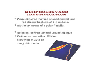MORPHOLOGY AND
IDENTIFICATION
 Vibrio cholerae :comma shaped,curved and
rod shaped bacteria of 2-4 µm long.
 motile by means of a polar flagella.
 colonies: convex ,smooth ,round, opague
V.cholerae and other Vibrios
grow well at 37°c on
many diff. media .
 