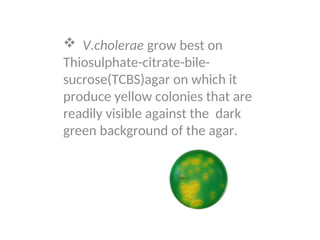  V.cholerae grow best on
Thiosulphate-citrate-bile-
sucrose(TCBS)agar on which it
produce yellow colonies that are
readily visible against the dark
green background of the agar.
 