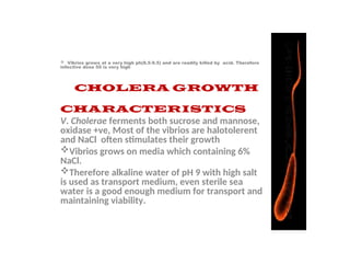  Vibrios grows at a very high ph(8.5-9.5) and are readily killed by acid. Therefore
infective dose 50 is very high
CHOLERA GROWTH
CHARACTERISTICS
V. Cholerae ferments both sucrose and mannose,
oxidase +ve, Most of the vibrios are halotolerent
and NaCl often stimulates their growth
Vibrios grows on media which containing 6%
NaCl.
Therefore alkaline water of pH 9 with high salt
is used as transport medium, even sterile sea
water is a good enough medium for transport and
maintaining viability.
 