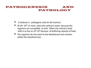PATHOGENESIS AND
PATHOLOGY
 V.cholerae is pathogenic only for the humans .
 ID 50= 10¹⁰ or more, when the vehical is water, because the
organism are susceptible to acid . When the vehical is food
id50 is as few as 10²-10⁴ because of buffering capacity of food .
 The organism do not reach to the bloodstream but remains
within the intestinal tract.
 