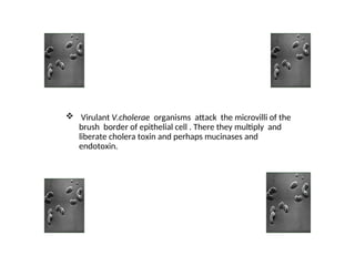  Virulant V.cholerae organisms attack the microvilli of the
brush border of epithelial cell . There they multiply and
liberate cholera toxin and perhaps mucinases and
endotoxin.
 