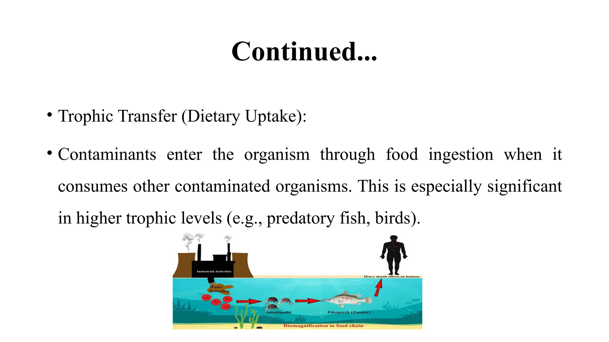 Continued...
• Trophic Transfer (Dietary Uptake):
• Contaminants enter the organism through food ingestion when it
consumes other contaminated organisms. This is especially significant
in higher trophic levels (e.g., predatory fish, birds).
 