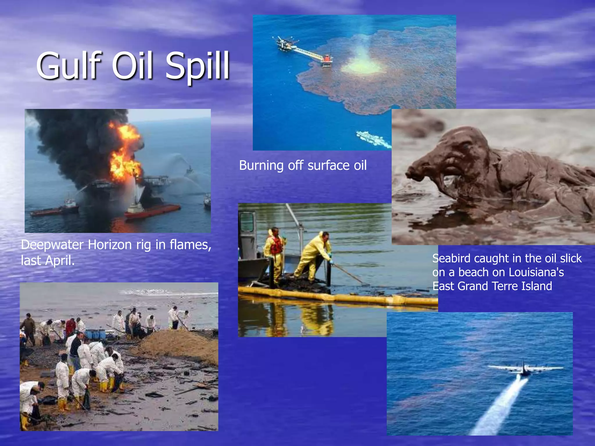 Gulf Oil Spill
Deepwater Horizon rig in flames,
last April.
Burning off surface oil
Seabird caught in the oil slick
on a beach on Louisiana's
East Grand Terre Island
 
