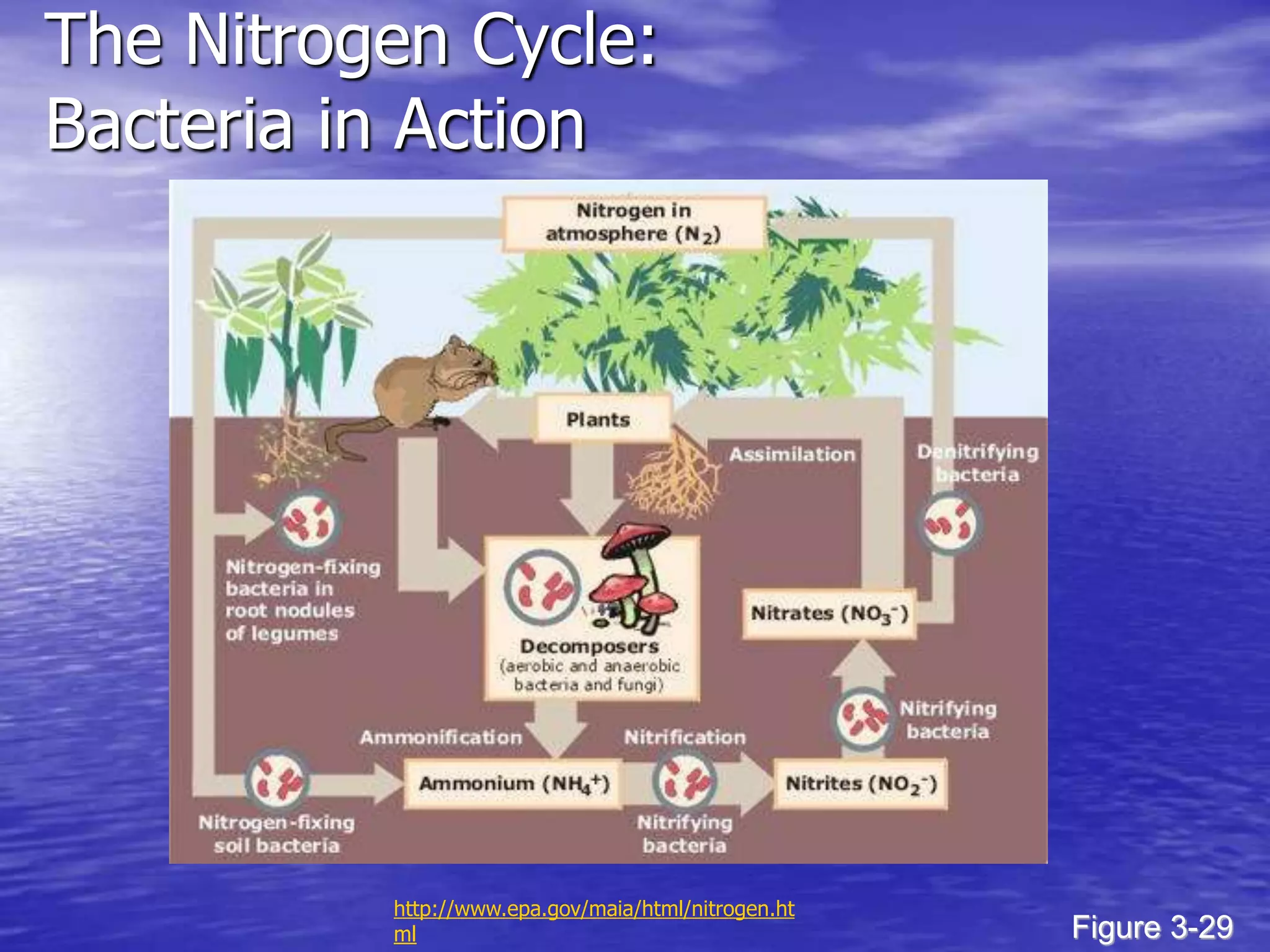 The Nitrogen Cycle:
Bacteria in Action
Figure 3-29
http://www.epa.gov/maia/html/nitrogen.ht
ml
 