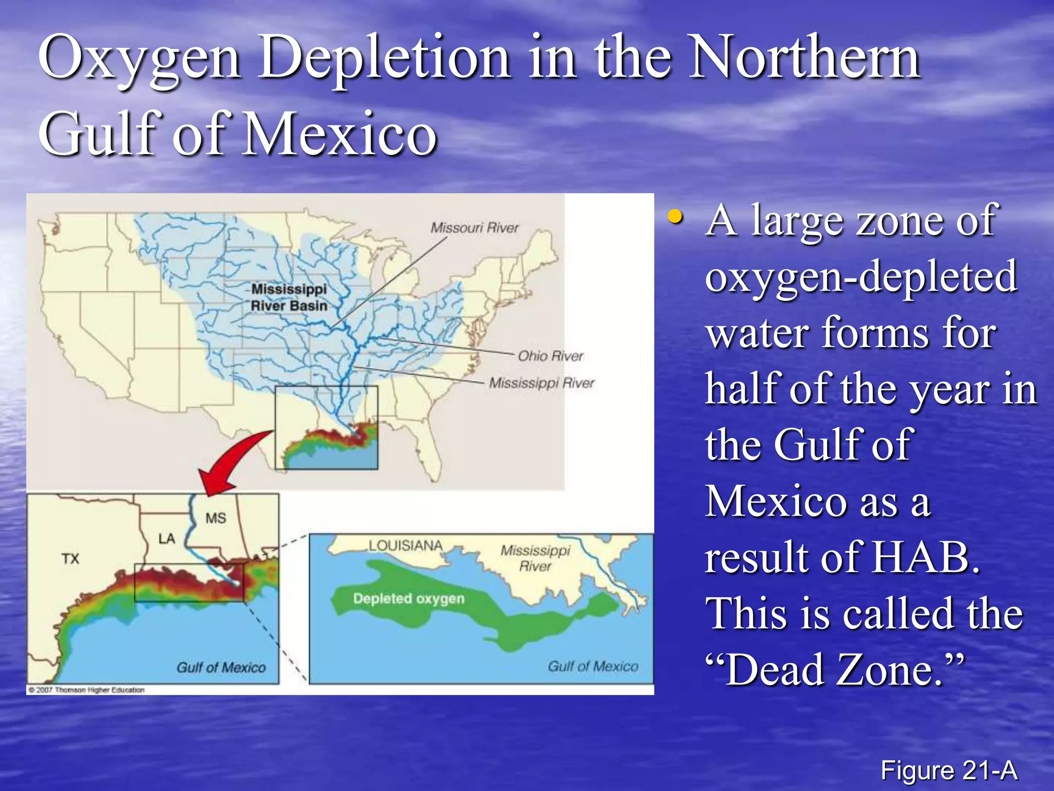 Oxygen Depletion in the Northern
Gulf of Mexico
• A large zone of
oxygen-depleted
water forms for
half of the year in
the Gulf of
Mexico as a
result of HAB.
This is called the
“Dead Zone.”
Figure 21-A
 