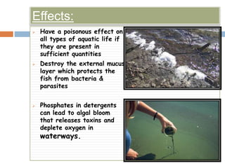 Effects:
 Have a poisonous effect on
all types of aquatic life if
they are present in
sufficient quantities
 Destroy the external mucus
layer which protects the
fish from bacteria &
parasites
 Phosphates in detergents
can lead to algal bloom
that releases toxins and
deplete oxygen in
waterways.
 