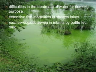  difficulties in the treatment of water for drinking
purpose
 extensive fish mortalities in shallow lakes
 methaemoglobinaemia in infants by bottle fed
milk
 