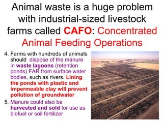 Animal waste is a huge problem
with industrial-sized livestock
farms called CAFO: Concentrated
Animal Feeding Operations
4. Farms with hundreds of animals
should dispose of the manure
in waste lagoons (retention
ponds) FAR from surface water
bodies, such as rivers. Lining
the ponds with plastic and
impermeable clay will prevent
pollution of groundwater
5. Manure could also be
harvested and sold for use as
biofuel or soil fertilizer
 