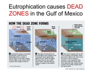 Eutrophication causes DEAD
ZONES in the Gulf of Mexico
 