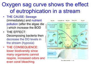 Oxygen sag curve shows the effect
of eutrophication in a stream
• THE CAUSE: Sewage
(immediately) and nutrient
pollution (after the algae die
) which increase the BOD
• THE EFFECT:
Decomposing bacteria then
decrease the DO levels in
the stream (hypoxia)
• THE CONSEQUENCE:
lower biodiversity since
many organisms cannot
respire, increased odors and
even coral bleaching
 