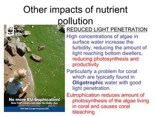 Other impacts of nutrient
pollution
REDUCED LIGHT PENETRATION
High concentrations of algae in
surface water increase the
turbidity, reducing the amount of
light reaching bottom dwellers,
reducing photosynthesis and
productivity
Particularly a problem for coral
which are typically found in
Oligotrophic water with good
light penetration.
Eutrophication reduces amount of
photosynthesis of the algae living
in coral and causes coral
bleaching
 