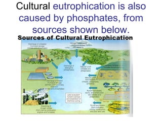 Cultural eutrophication is also
caused by phosphates, from
sources shown below.
 