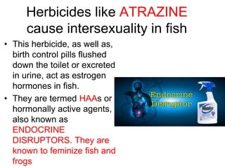 Herbicides like ATRAZINE
cause intersexuality in fish
• This herbicide, as well as,
birth control pills flushed
down the toilet or excreted
in urine, act as estrogen
hormones in fish.
• They are termed HAAs or
hormonally active agents,
also known as
ENDOCRINE
DISRUPTORS. They are
known to feminize fish and
frogs
 