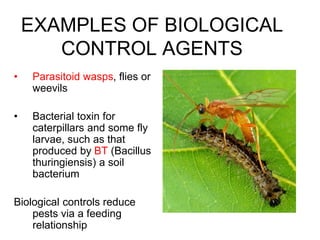 EXAMPLES OF BIOLOGICAL
CONTROL AGENTS
• Parasitoid wasps, flies or
weevils
• Bacterial toxin for
caterpillars and some fly
larvae, such as that
produced by BT (Bacillus
thuringiensis) a soil
bacterium
Biological controls reduce
pests via a feeding
relationship
 
