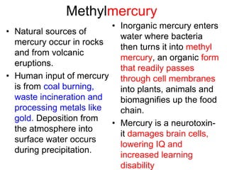 Methylmercury
• Natural sources of
mercury occur in rocks
and from volcanic
eruptions.
• Human input of mercury
is from coal burning,
waste incineration and
processing metals like
gold. Deposition from
the atmosphere into
surface water occurs
during precipitation.
• Inorganic mercury enters
water where bacteria
then turns it into methyl
mercury, an organic form
that readily passes
through cell membranes
into plants, animals and
biomagnifies up the food
chain.
• Mercury is a neurotoxin-
it damages brain cells,
lowering IQ and
increased learning
disability
 