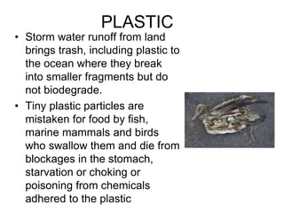 PLASTIC
• Storm water runoff from land
brings trash, including plastic to
the ocean where they break
into smaller fragments but do
not biodegrade.
• Tiny plastic particles are
mistaken for food by fish,
marine mammals and birds
who swallow them and die from
blockages in the stomach,
starvation or choking or
poisoning from chemicals
adhered to the plastic
 