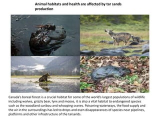 Animal habitats and health are affected by tar sands
production
Canada’s boreal forest is a crucial habitat for some of the world’s largest populations of wildlife
including wolves, grizzly bear, lynx and moose, it is also a vital habitat to endangered species
such as the woodland caribou and whooping cranes. Poisoning waterways, the food supply and
the air in the surroundings has led to drops and even disappearances of species near pipelines,
platforms and other infrastructure of the tarsands.
 